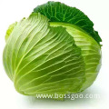Healthy Cabbage In Bag Refrigerated